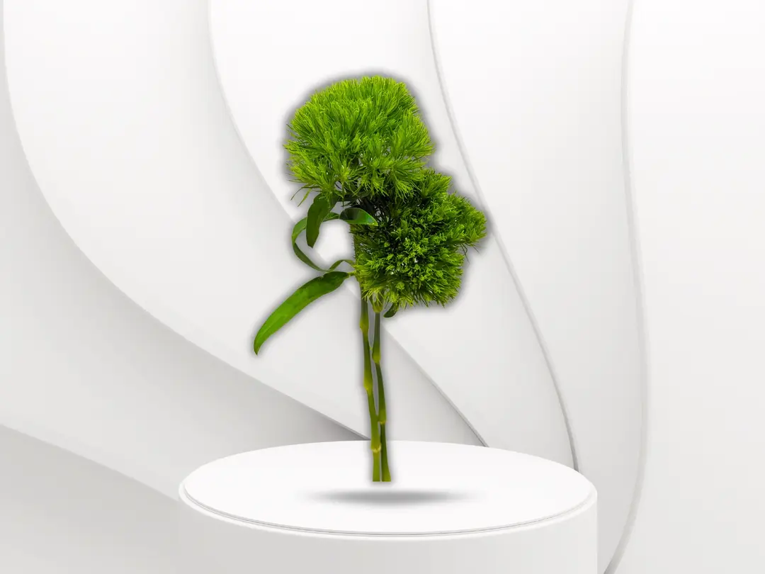 Green Cornsh flower